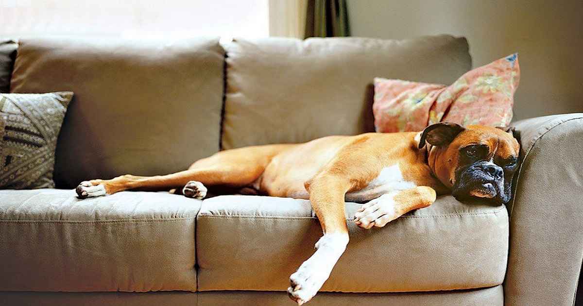 How to Remove Dog Saliva Stains from Furniture