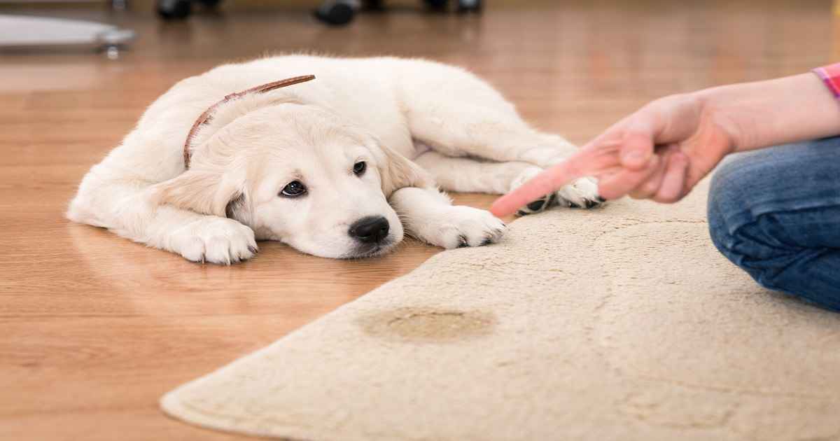 how to remove dog saliva stains from furniture