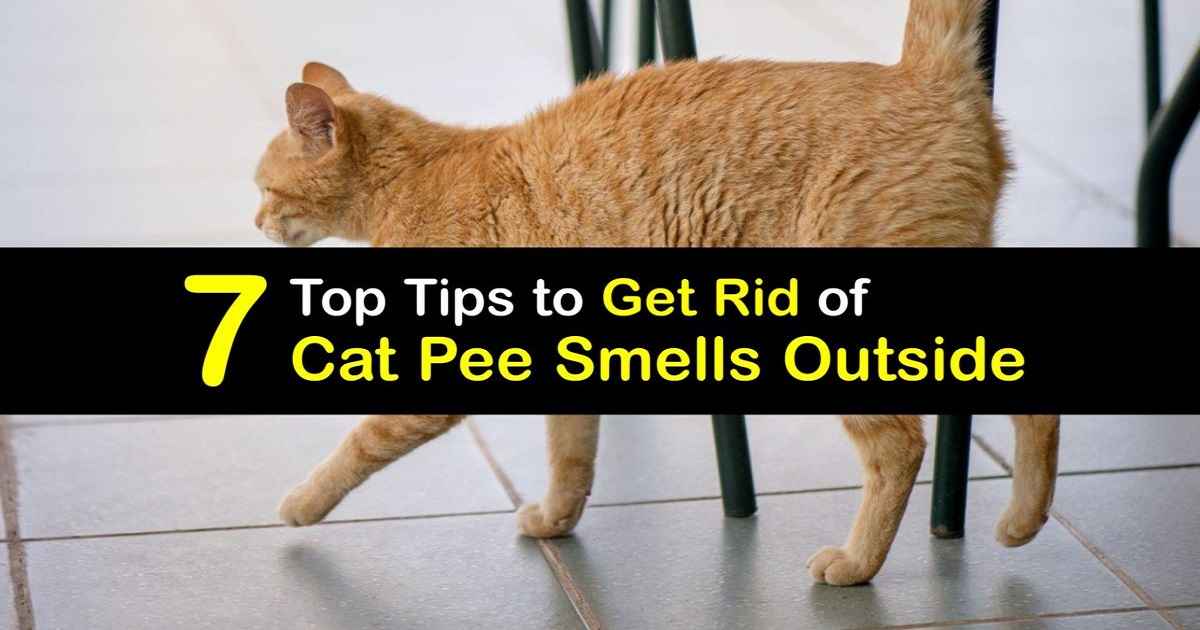 how to get cat pee smell out of wood furniture