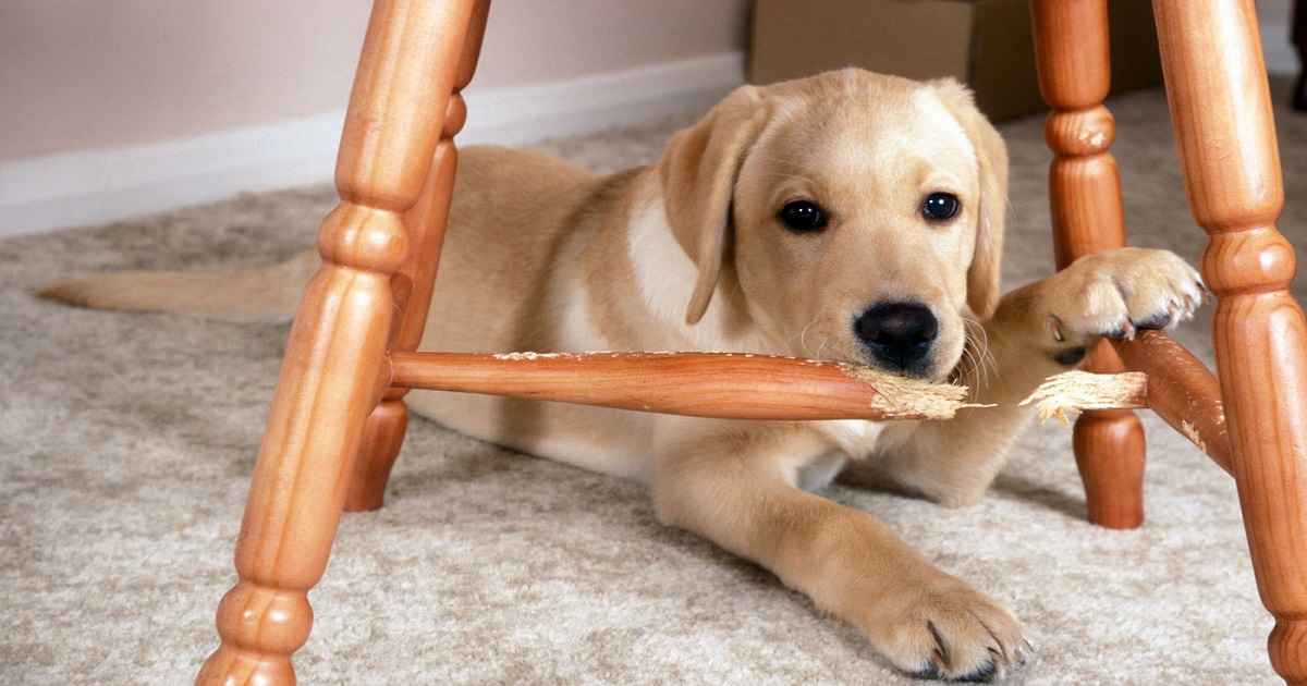 how to keep dogs off patio furniture