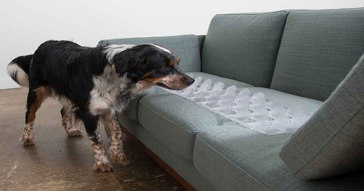 how to keep dogs off patio furniture