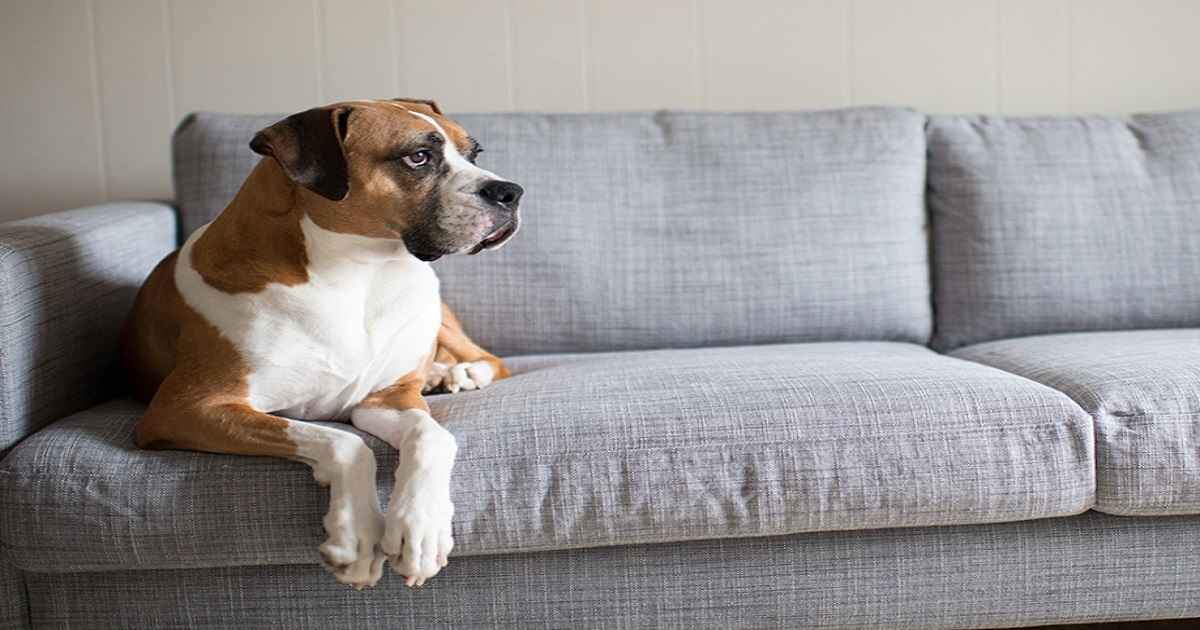 how to keep dogs off patio furniture