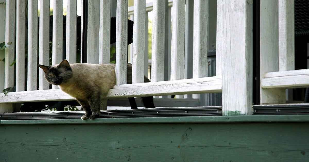 how to keep stray cats off patio furniture