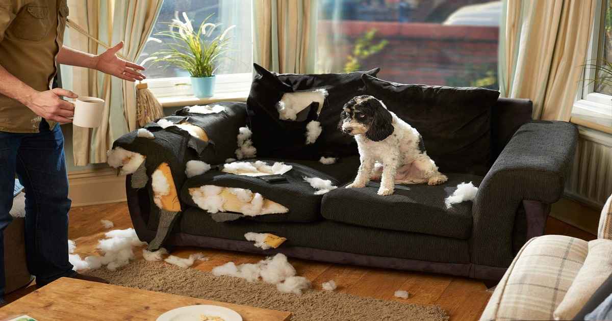 is polyester furniture good for dogs