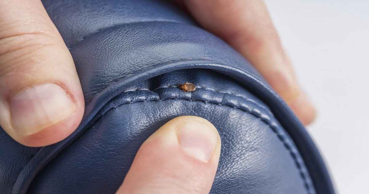 can bed bugs live in leather furniture