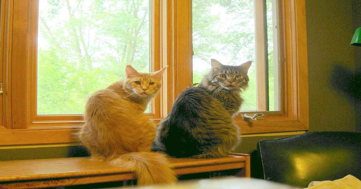 do maine coons scratch furniture